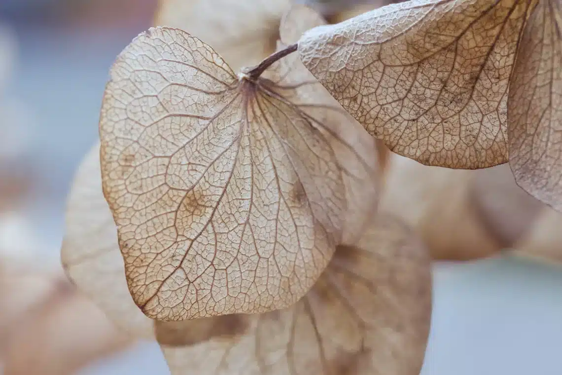 Gedroogde blaadjes van de hortensia