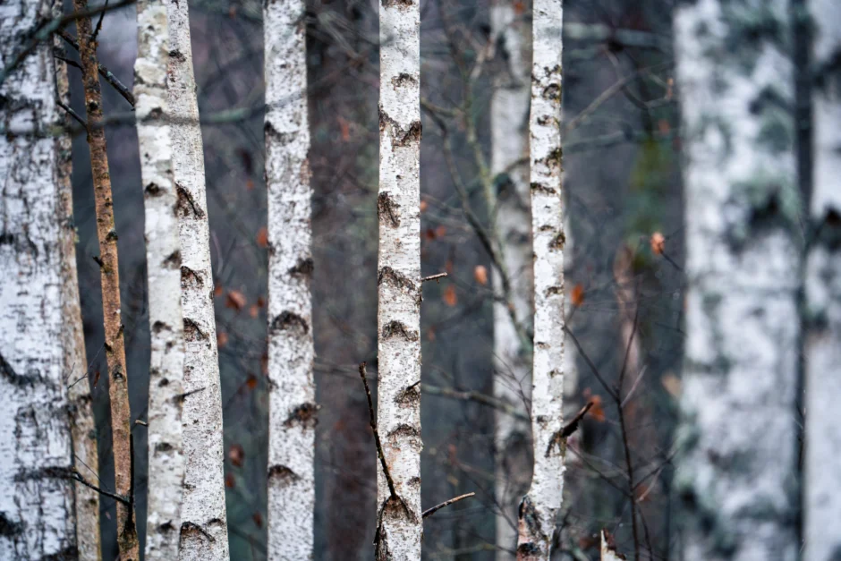 Een winterbeeld van dorre takken en bomen